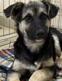 zauberhaftes, liebes Welpenmädchen Lizzy - Kallmünz