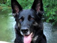 ELISA - bildhübsche Wasserratte - Betzenstein