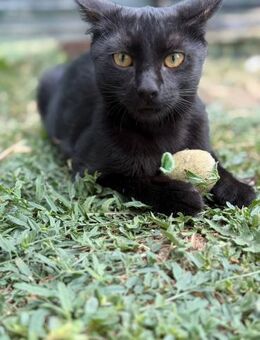 Hathor sucht Dosenöffner - Celle