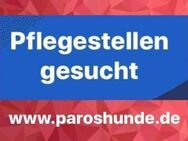 Pflegestellen gesucht - Bergkirchen