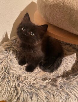 Exklusive Ragdoll & Cherubim Kitten mit Stammbaum - Dingolfing