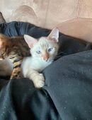 6 Bengal kitten. Männlich. Suchen ein schönes zu Hause. in 50226