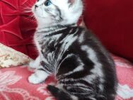 BKH Kitten Black Silver Classic Taby (Whiskas) - Wuppertal