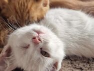 2 weiße Maine Coon MIX Kitten, weibl. 4 Monate alt, Katze Katzenbaby - Berlin Treptow-Köpenick