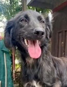 LUPIN sucht Geborgenheit, Zuneigung - Gelnhausen