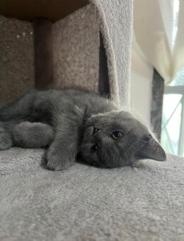 Bkh Kitten - Salzgitter