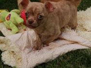 Tigerchen... freundlicher Chihuahua Welpe Kurzhaar Rüde schoko creme brindle gestromt - Dassel