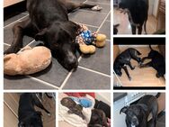 Odin sucht dringend - Meißen