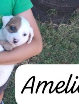 Amelie 🩷🩷 ungewollt-sucht ein zuhause - Bad Karlshafen