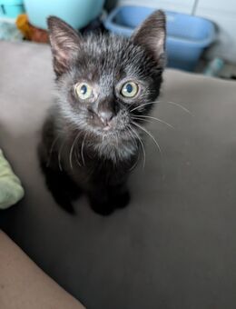 Babykatzen - Obrigheim