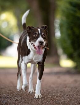 Cayo, 5 Jahre, sucht passenden Deckel - Schwalmtal (Nordrhein-Westfalen)