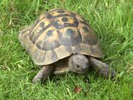 Maur. Landschildkröte, Jahrgang 2005, männlich - Ganderkesee