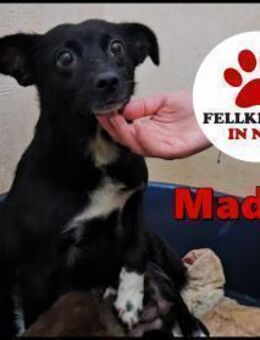 süße kleine Mischlings-Hündin Madita - Margetshöchheim