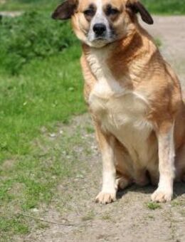 Bania - ruhig u. verschmust - Lohra