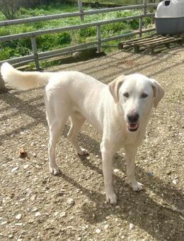 Dimi Mix Rüde 3 Jahre alt in GR - Reutlingen