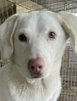 SEMIDANA - süße Marzipan-Nase - Dänischenhagen