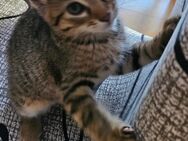 Baby Katze suche neue Hause - Wallerfangen