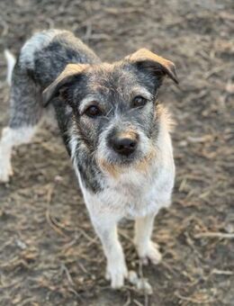 Elsa, schüchterne Maus, sucht zu Hause - Brühl (Baden-Württemberg)