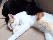 Bagheera & Smokey – suchen dringend ein Zuhause! (aus dem Tierschutz / gechipt, geimpft, kastriert) - Kissing