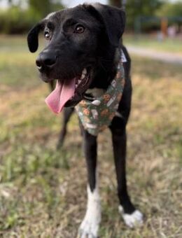 Benno - freundlicher & aktiver Begleiter - Berlin