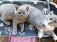 BKH lilac Kitten wunderschöne Britisch Kurzhaar Kater zuckersüßes Katzenbaby Lilac männlich - Silberhausen