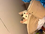 Kitten - Büren