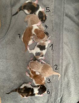 Für sieben Maine-Coon-Kätzchen werden Zuhause gesucht. - Zell (Wiesental)