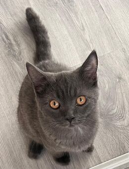 BKH Katze zu verkaufen - Bochum Wattenscheid