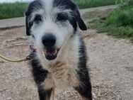 Zelda - liebe Omi sucht Seniorenresidenz - Grevenbroich