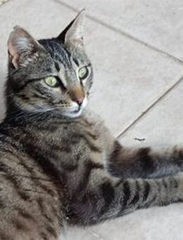 Katze Jujka 🐱 eine Tigerin - Kirchheim (München)