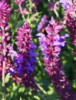 Hainsalbei Samen SWR Wiesensalbei Salbei Blüte Kräuter essbar Wiesen Kräuter Wildkräuter heimisch Salbei Wiesen Heu Kaninchen Hasen Futter winterhart Balkonblumen mehrjährig kochen garden wild wilde Pflanzen Muttertag Vatertag Saatgut Saat Frühling Blumen - Pfedelbach