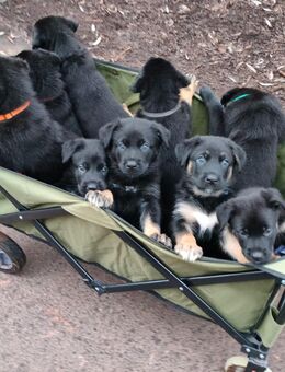 Schäferhund Welpen vom Urtyp - Nordhausen