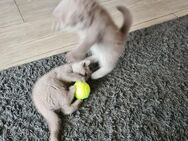 BKH KITTEN - Bremen