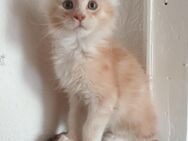 Maine coon kitten - Dortmund