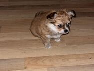 Welpen pomeranian Chihuahua Malteser mix - Leichlingen (Rheinland, Blütenstadt)