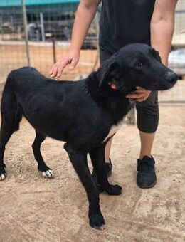Harrison mag Menschen, Hunde, Katzen - Mettmann