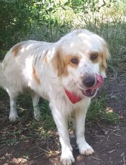 Alvin - lieber & hübscher Junghund - Wedel