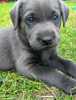 Labrador Welpen in grau und schwarz - Schwerin