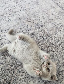 Reinrassige BKH kitten - Lingen (Ems)