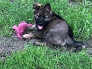 Schäferhund Welpen suchen ein neues zu Hause - Castrop-Rauxel