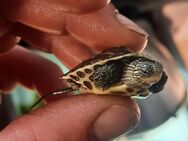 Wasserschildkröten - Bedburg