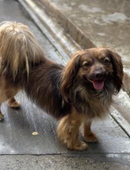PEPE LEBTE BEI HUNDESAMMLERN - Nörten-Hardenberg