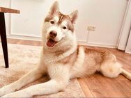 Husky Rüde sucht neues erfahrenes Zuhause - Steinfurt