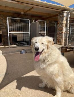 Bruno hat sein Zuhause verloren - Bergkirchen