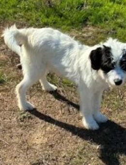 RUBY - ein Hundemädchen zum Verlieben - Regensburg