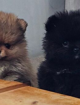 Pomeranian / Zwergspitz Welpe suchen ein Zuhause - Wiesau
