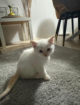BKH KITTEN HH - Hamburg