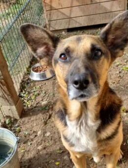 Jürgen ein ganz toller Hund - Kallmünz