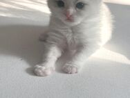 Deckkater Ragdoll - 1 Jahr jung & bereit für Damenbesuch - Siegen (Universitätsstadt)
