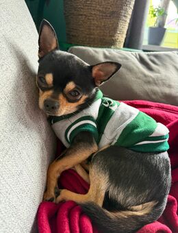 Deckrüde (kein Verkauf) reinrassiger Chihuahua - Mühlhausen (Thüringen) Zentrum